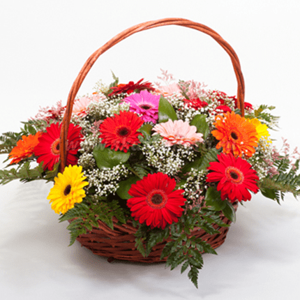 15 Mixed Gerbera with Basket