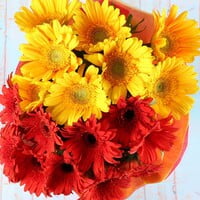 Sunshine Gerberas Sunshine Gerberas