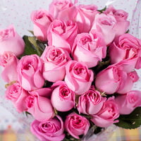 First Step Blooming Pink Roses First Step Blooming Pink Roses