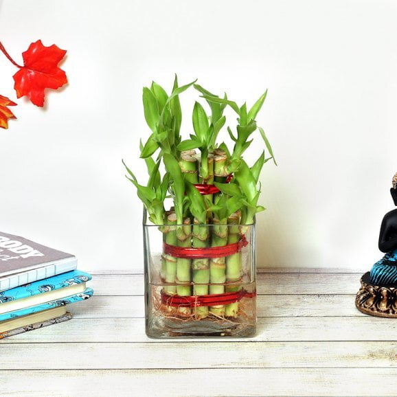 2 Layer Lucky Bamboo Plant 2 Layer Lucky Bamboo Plant