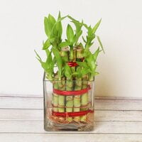 2 Layer Lucky Bamboo Plant 2 Layer Lucky Bamboo Plant