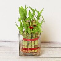 2 Layer Lucky Bamboo Plant