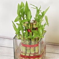 2 Layer Lucky Bamboo Plant