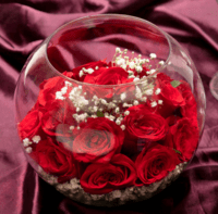 Roses Poses