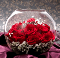 Roses Poses