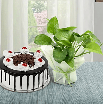 Black Forest Cake N Money Plant