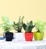 Green House Plants Combo