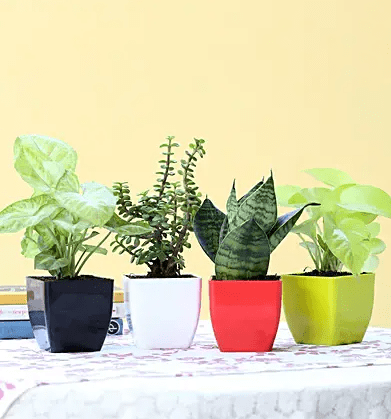 Green House Plants Combo