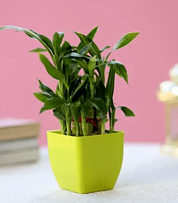 Two Layer Lucky Bamboo In Green Melamine Pot