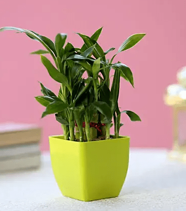Two Layer Lucky Bamboo In Green Melamine Pot