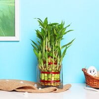 3 Layer Blessed Bamboo 3 Layer Blessed Bamboo