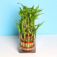 3 Layer Blessed Bamboo 3 Layer Blessed Bamboo