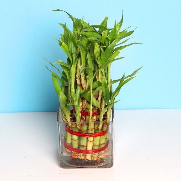 3 Layer Blessed Bamboo 3 Layer Blessed Bamboo