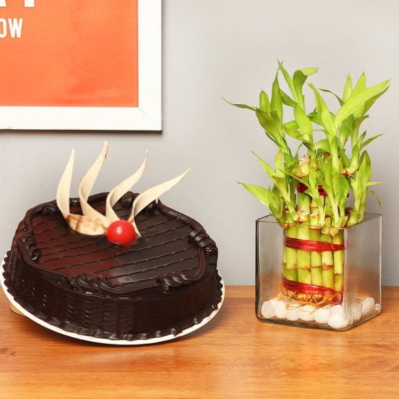 Lucky Bamboo And Choco Cake